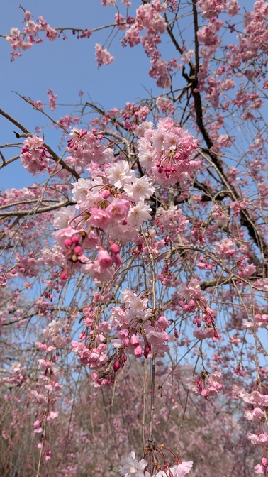 【京都府】笠置キャンプ場/2025年春バックパック桜キャンプ
