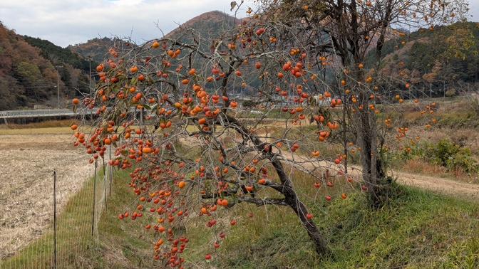 【大阪府】杜のテラス@能勢町／2025年杜の紅葉バックパック徒歩キャンプ