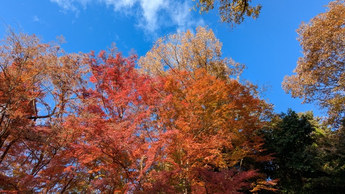 【大阪府】杜のテラス@能勢町／2025年杜の紅葉バックパック徒歩キャンプ