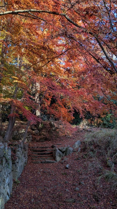 【大阪府】杜のテラス@能勢町／2025年杜の紅葉バックパック徒歩キャンプ