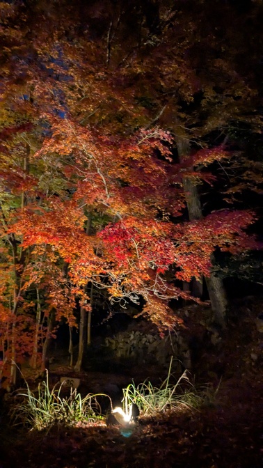 【大阪府】杜のテラス@能勢町／2025年杜の紅葉バックパック徒歩キャンプ