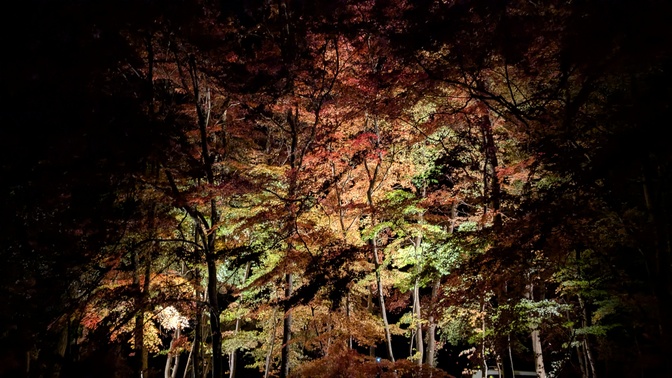 【大阪府】杜のテラス@能勢町／2025年杜の紅葉バックパック徒歩キャンプ