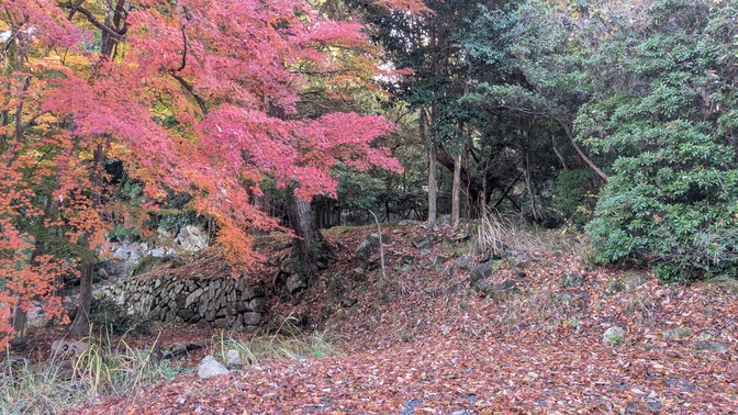 【大阪府】杜のテラス@能勢町／2025年杜の紅葉バックパック徒歩キャンプ