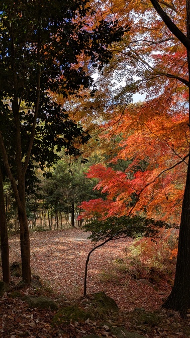 【大阪府】杜のテラス@能勢町／2025年杜の紅葉バックパック徒歩キャンプ