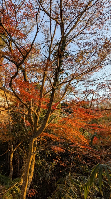【京都府】笠置キャンプ場／2025年 敷もみじバックパック徒歩キャンプ納め