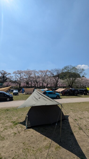 【京都府】笠置キャンプ場/2026年桜満開バックパック徒歩キャンプ