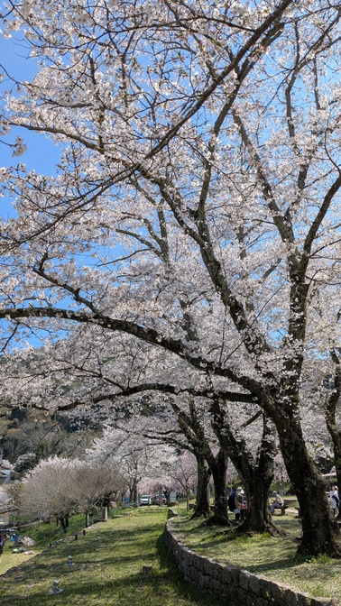 【京都府】笠置キャンプ場/2026年桜満開バックパック徒歩キャンプ
