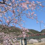 【京都府】笠置キャンプ場／2026年桜満開バックパック徒歩キャンプ