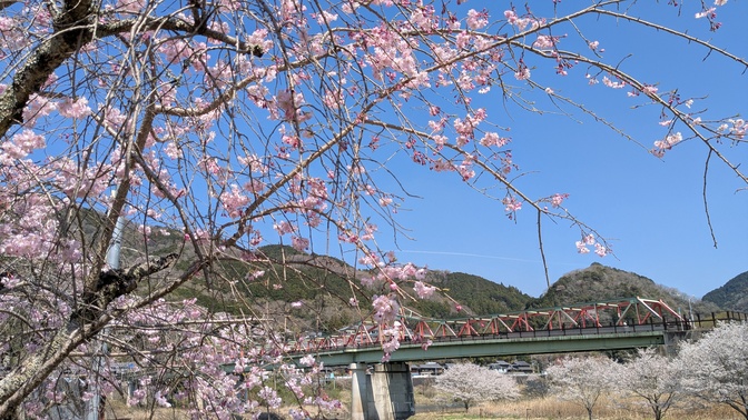 【京都府】笠置キャンプ場/2026年桜満開バックパック徒歩キャンプ
