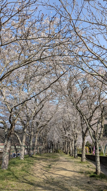 【京都府】笠置キャンプ場/2026年桜満開バックパック徒歩キャンプ