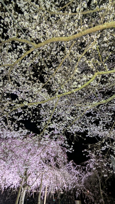 【京都府】笠置キャンプ場/2026年桜満開バックパック徒歩キャンプ