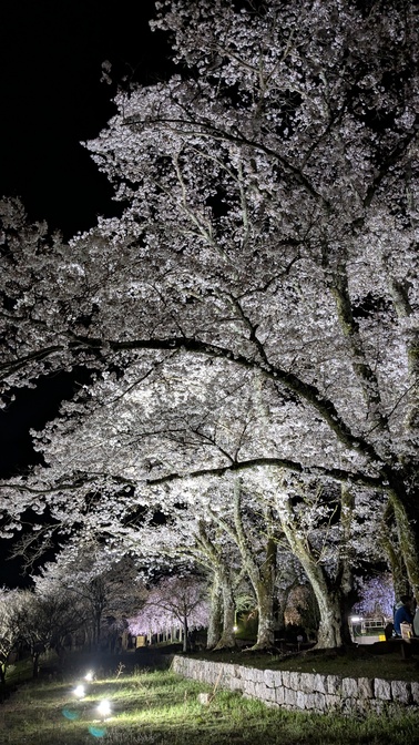 【京都府】笠置キャンプ場/2026年桜満開バックパック徒歩キャンプ