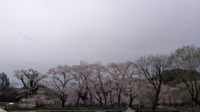 【京都府】笠置キャンプ場/2026年桜満開バックパック徒歩キャンプ